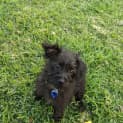 Photo of Chase   5 Month Old Maltese X (Trial)