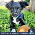 Photo of Gizmo   16 Week Old Poodle X Chihuahua (Trial)