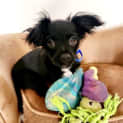 Photo of Gizmo   16 Week Old Poodle X Chihuahua (Trial)