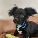 Photo of Gizmo   16 Week Old Poodle X Chihuahua (Trial)