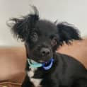 Photo of Gizmo   16 Week Old Poodle X Chihuahua (Trial)