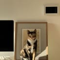 Photo of Fancy