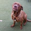 Photo of Brandy