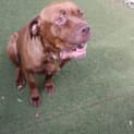 Photo of Brandy