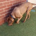 Photo of Brandy