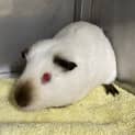 Photo of Snowy
