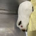 Photo of Snowy