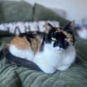 Photo of Calico
