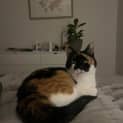 Photo of Calico