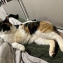 Photo of Calico