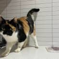 Photo of Calico