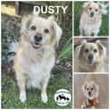 Photo of Dusty