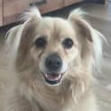 Photo of Dusty