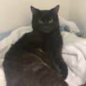 Photo of Violet