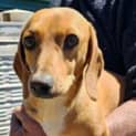 Photo of Tiny Sausage