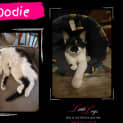 Photo of Oodie