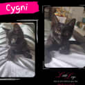 Photo of Cygni