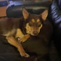Photo of Flint
