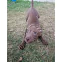 Photo of Willow