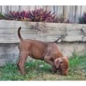 Photo of Willow