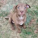 Photo of Willow