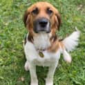 Photo of Shiloh