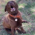Photo of O'l Mate Caesar