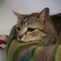 Photo of Stella