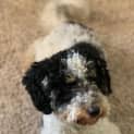 Photo of Noodle (Was Melvin)