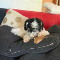 Photo of Noodle (Was Melvin)