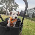Photo of Spot