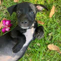 Photo of Daisy