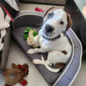 Photo of Petey (Was Duke)