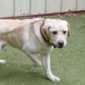 Photo of Golden Goose