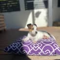 Photo of Mojito