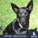 Photo of Nico 6 Month Old Kelpie X (Trial)