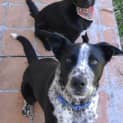 Photo of Nico 6 Month Old Kelpie X (Trial)