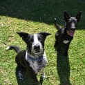 Photo of Nico 6 Month Old Kelpie X (Trial)
