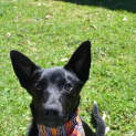Photo of Nico 6 Month Old Kelpie X (Trial)