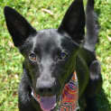 Photo of Nico 6 Month Old Kelpie X (Trial)