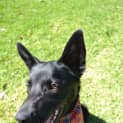 Photo of Nico 6 Month Old Kelpie X (Trial)