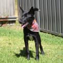 Photo of Nico 6 Month Old Kelpie X (Trial)