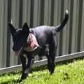 Photo of Nico 6 Month Old Kelpie X (Trial)