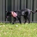 Photo of Nico 6 Month Old Kelpie X (Trial)