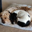 Photo of Tikka & Tigra