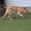 Photo of Dingo