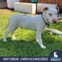 Photo of Duncan   5 Month Old Mixed Breed (Trial)