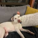 Photo of Duncan   5 Month Old Mixed Breed (Trial)