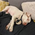 Photo of Duncan   5 Month Old Mixed Breed (Trial)