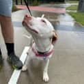 Photo of Duncan   5 Month Old Mixed Breed (Trial)